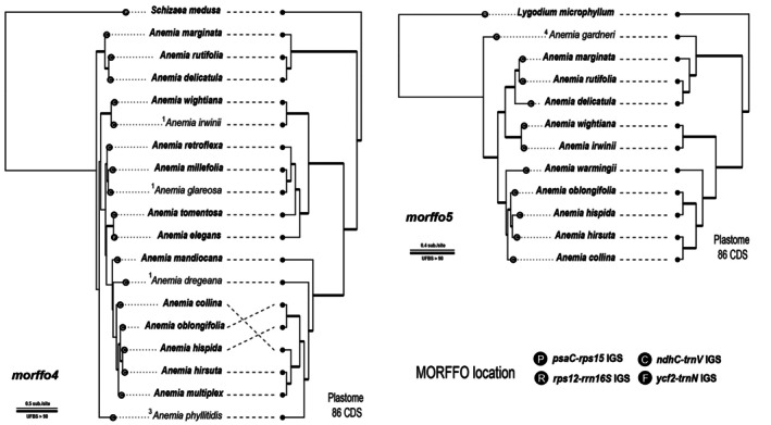 Fig. 8