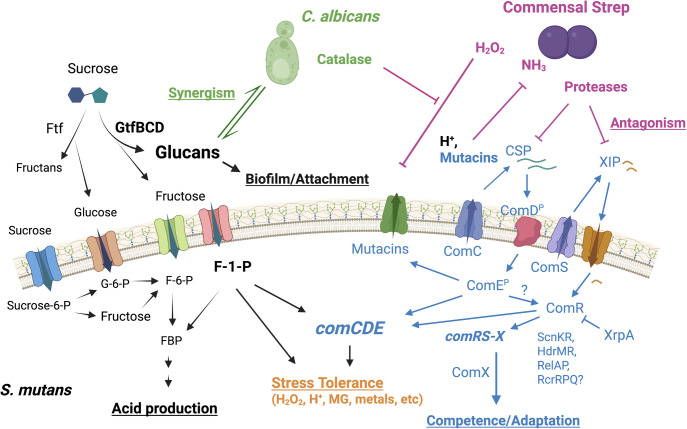 Fig 2