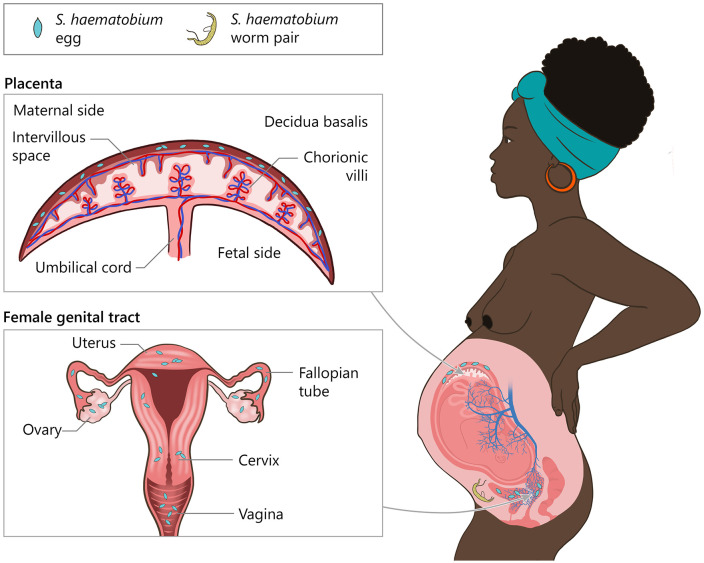 Fig 3