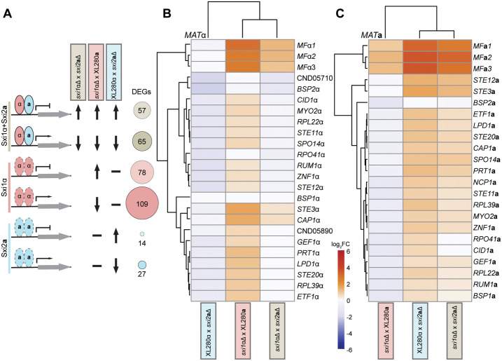Fig 6