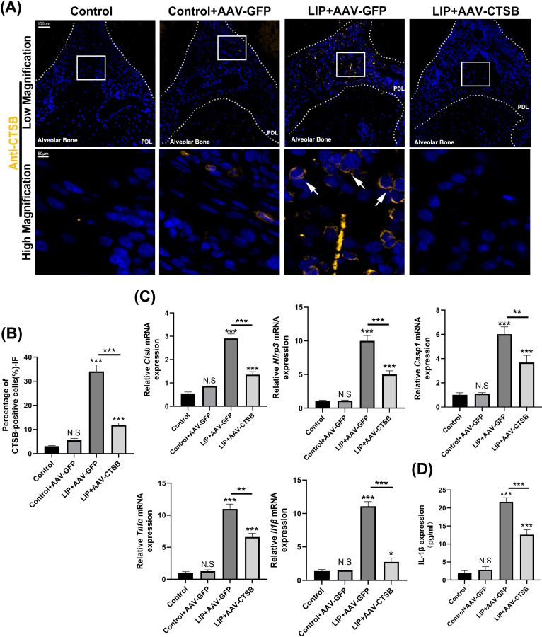 Figure 3