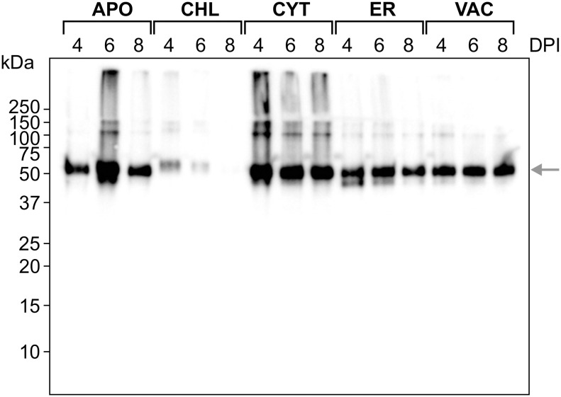 Figure 3