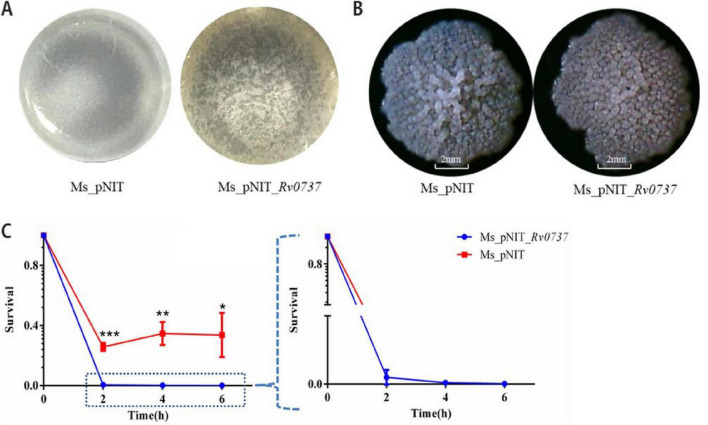 FIGURE 3