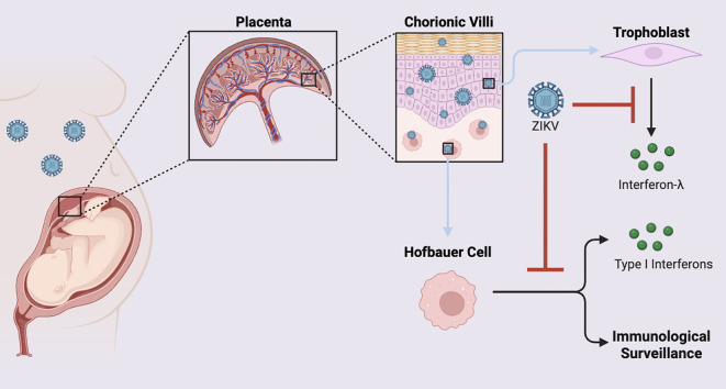 Figure 3