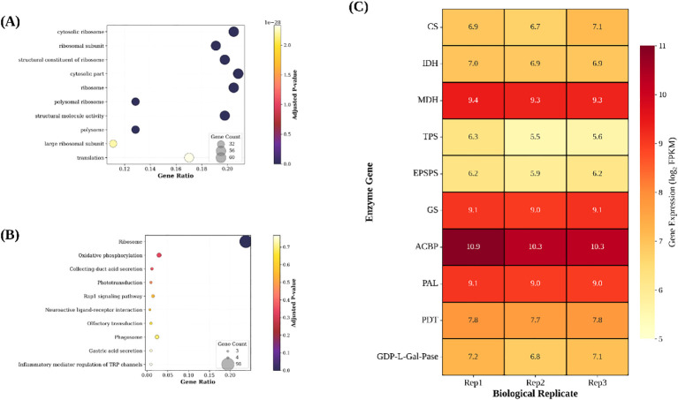 Figure 4