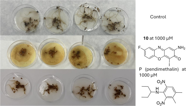 Figure 10