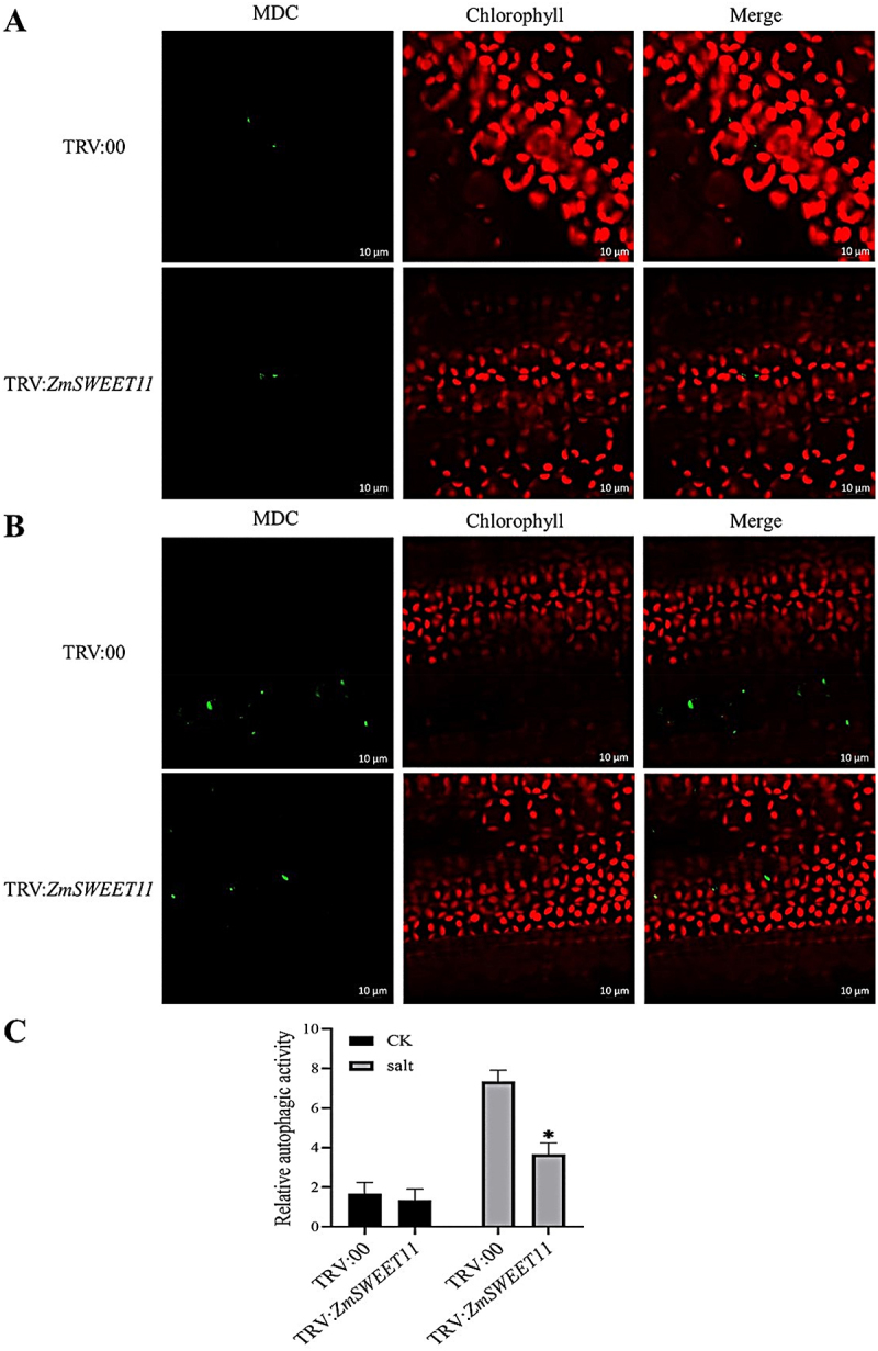 Figure 12