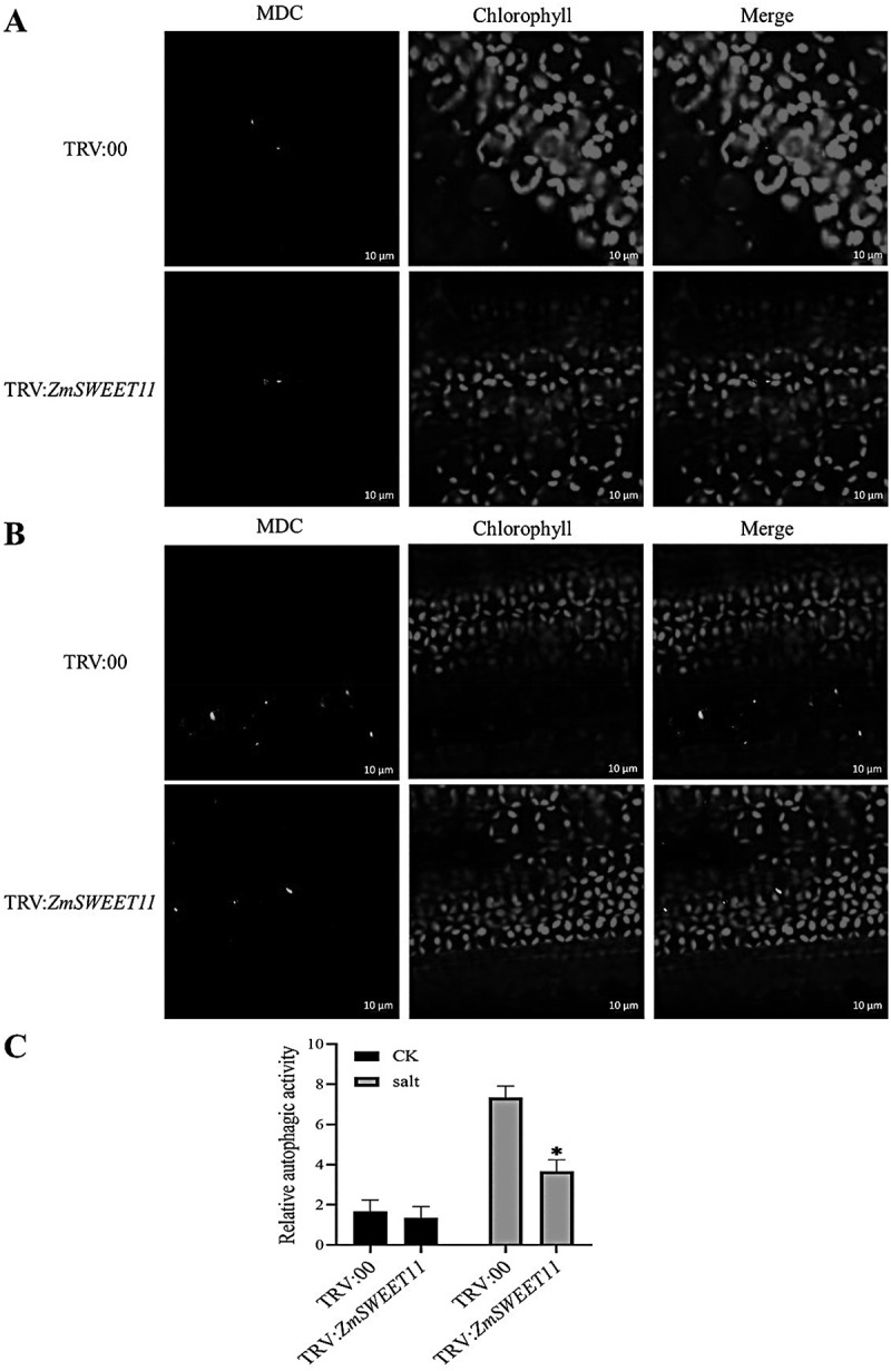 Figure 13