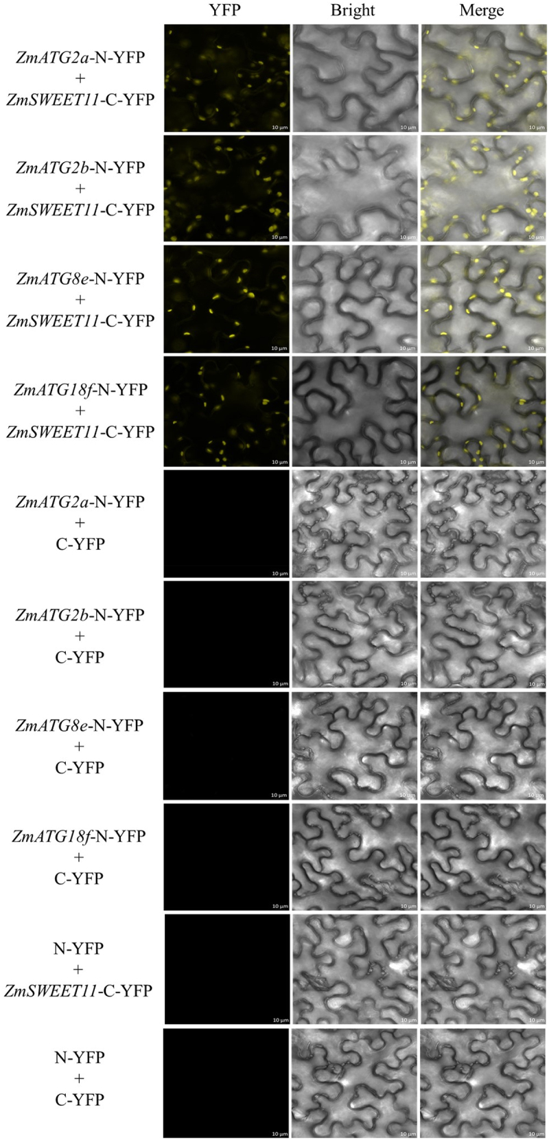 Figure 16