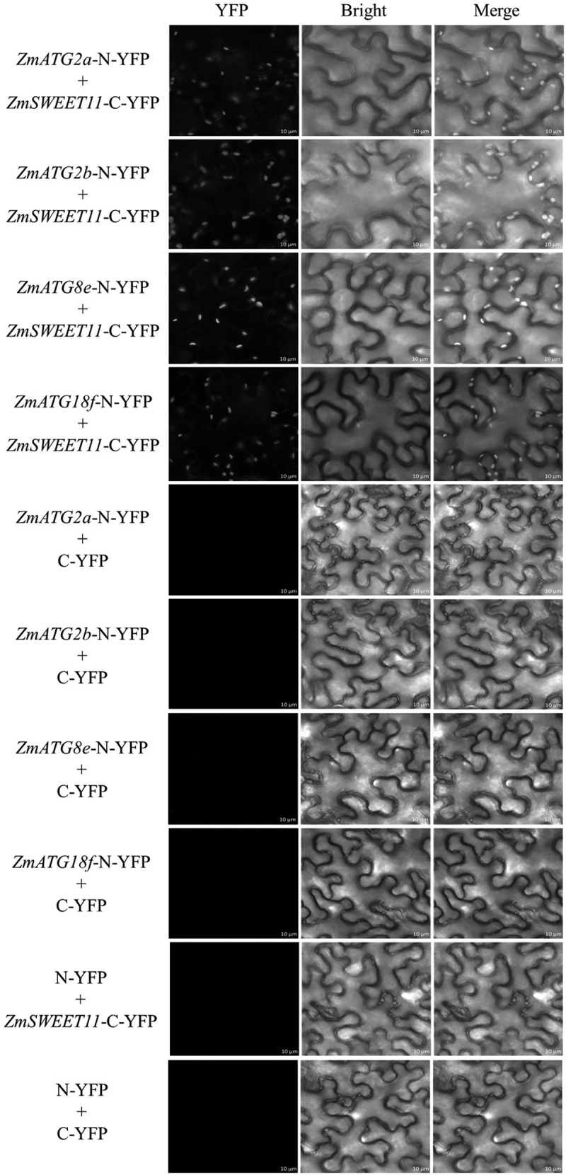 Figure 17