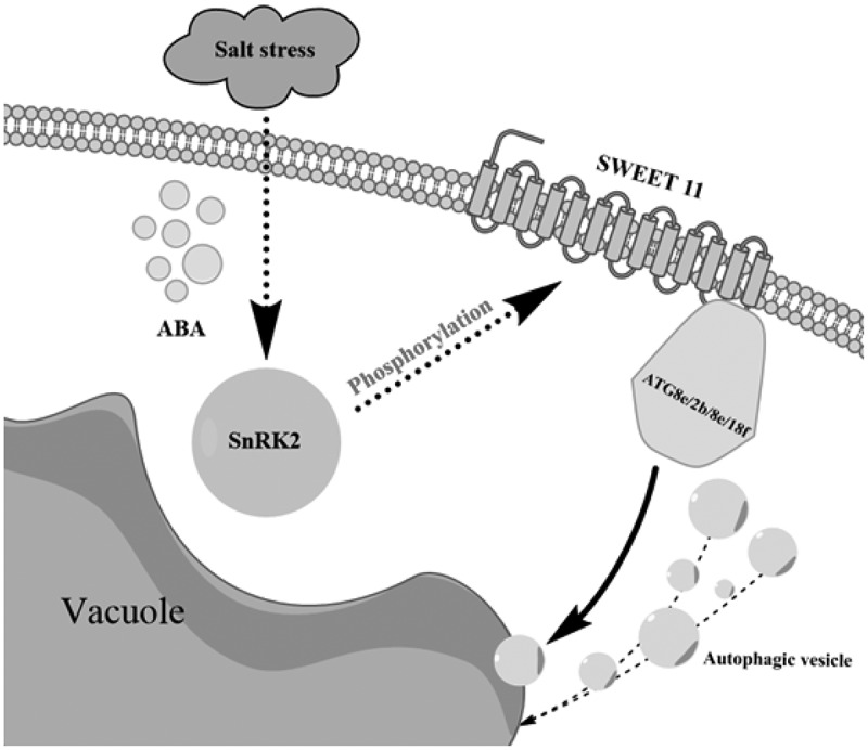 Figure 19