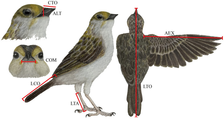 Figure 6