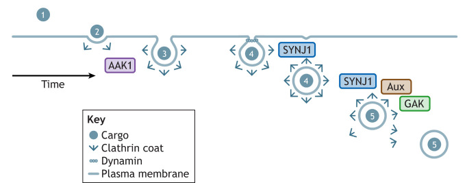 Fig. 1
