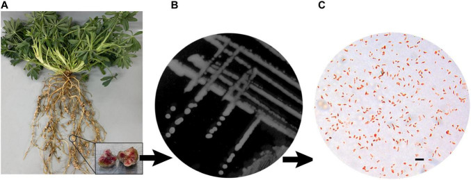 FIGURE 1
