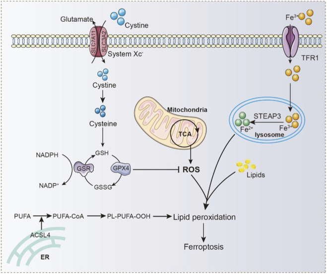 FIGURE 2