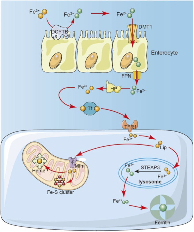 FIGURE 3