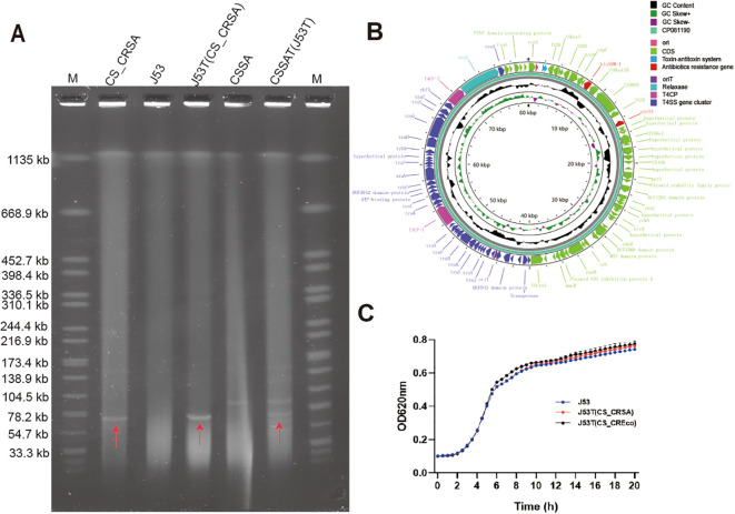 Figure 2