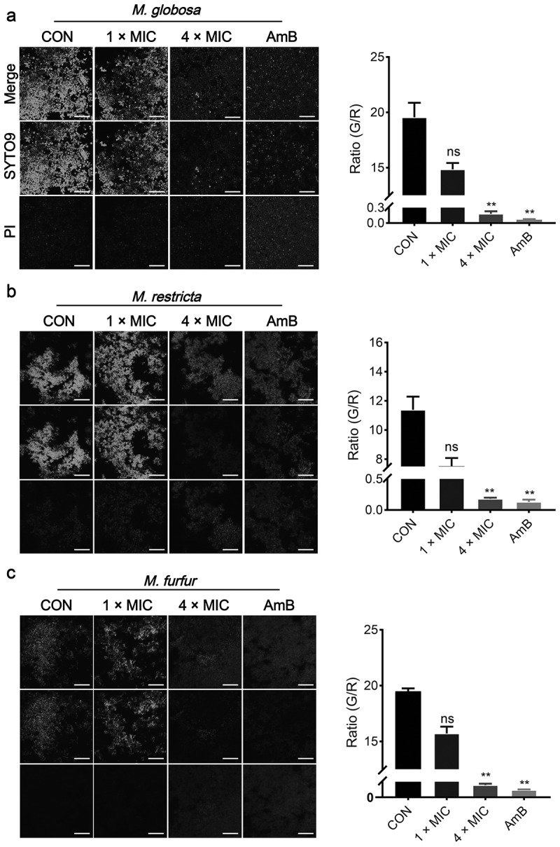 Figure 6