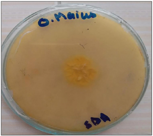 Fig 1