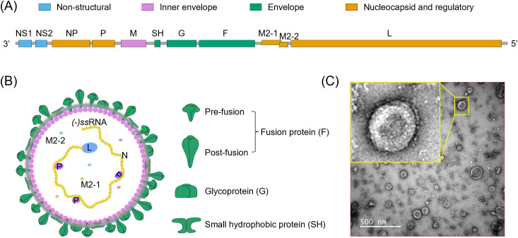 Figure 2