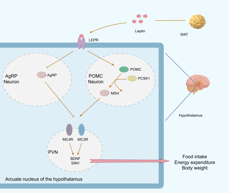 Figure 3