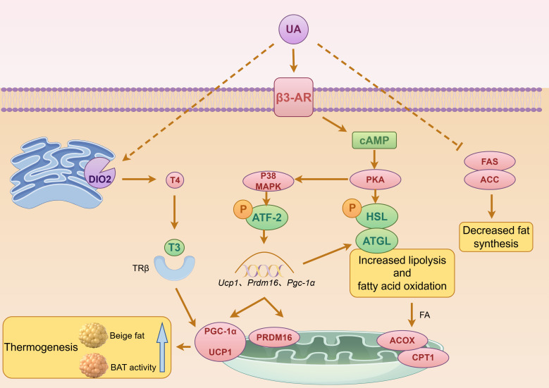 Figure 5