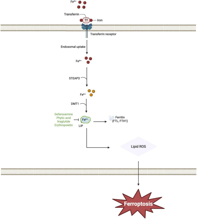 FIGURE 2