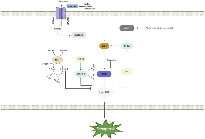 FIGURE 4