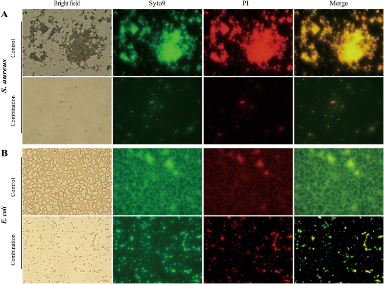 Figure 4