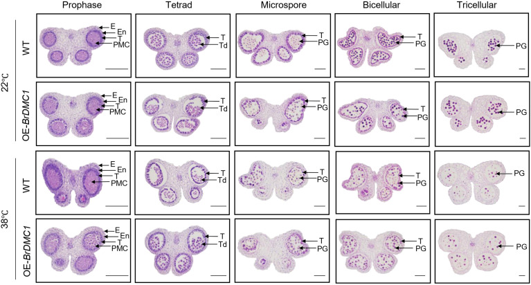 Figure 4