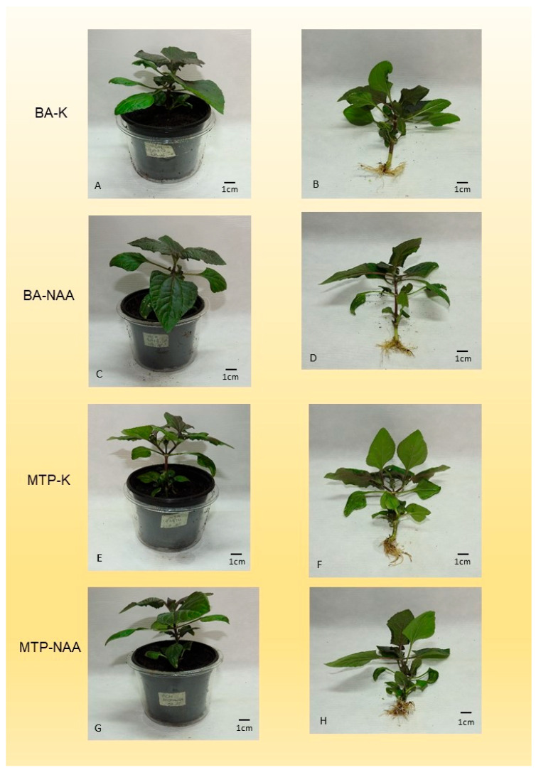 Figure 7