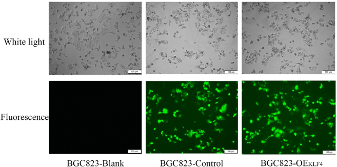 Figure 2