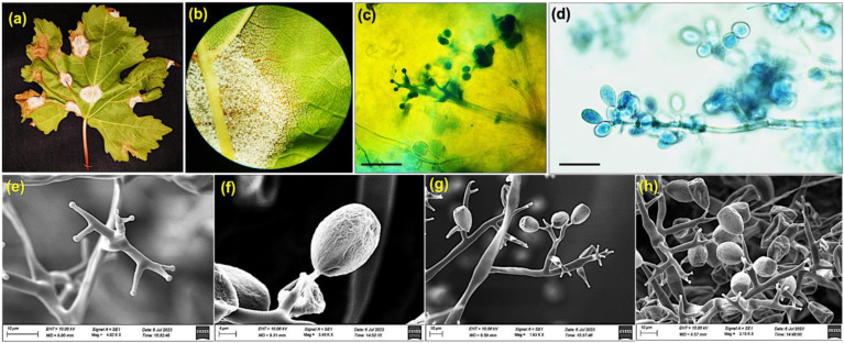 Figure 1