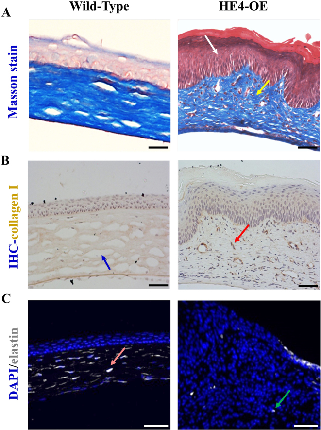 Figure 5