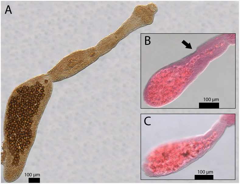 Fig 5