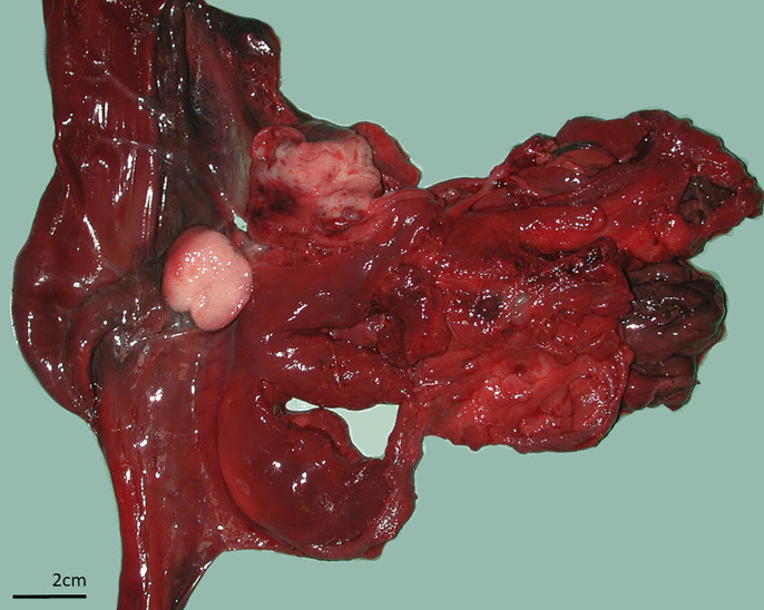 Fig 4