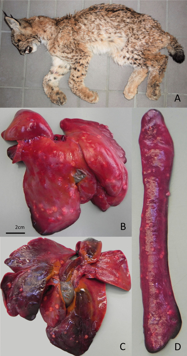 Fig 6
