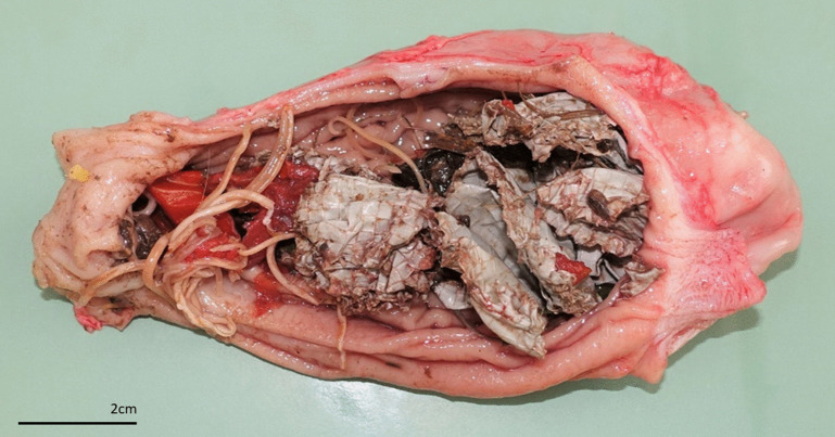 Fig 8
