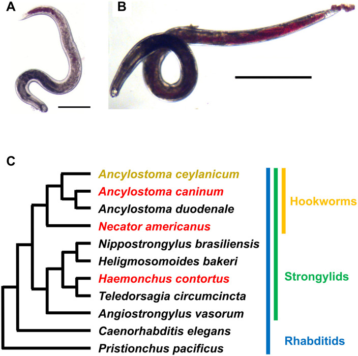 Fig 1