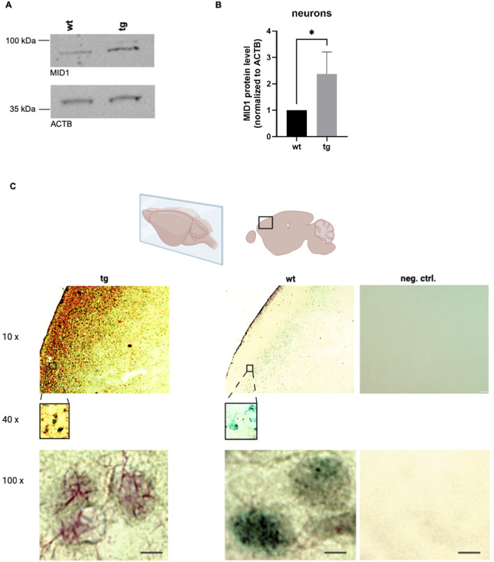 FIGURE 2