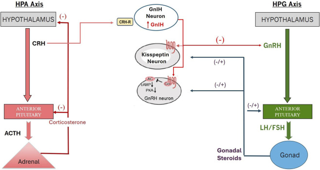 FIGURE 2