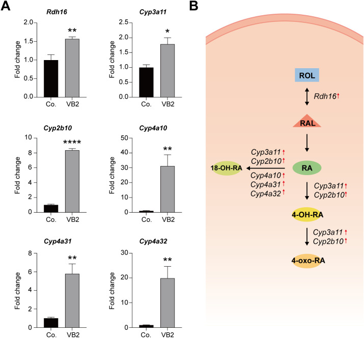 Figure 4