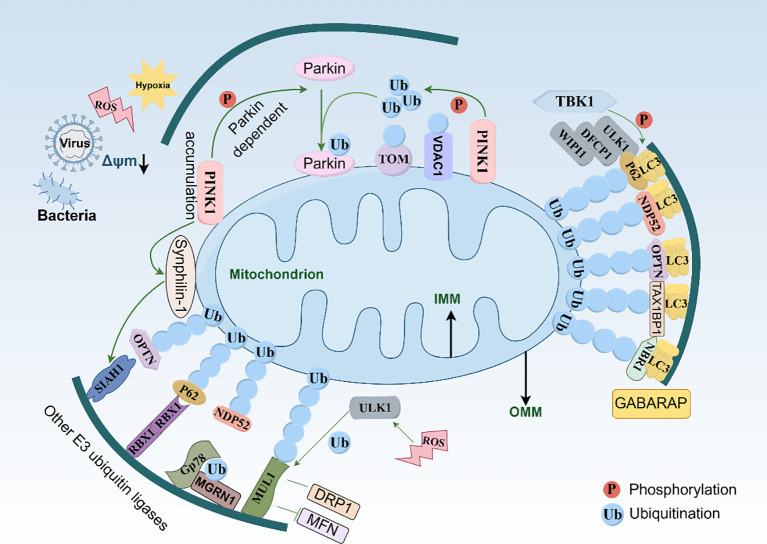 Figure 6