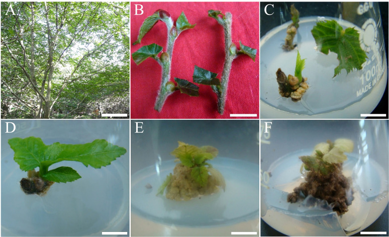 Figure 1
