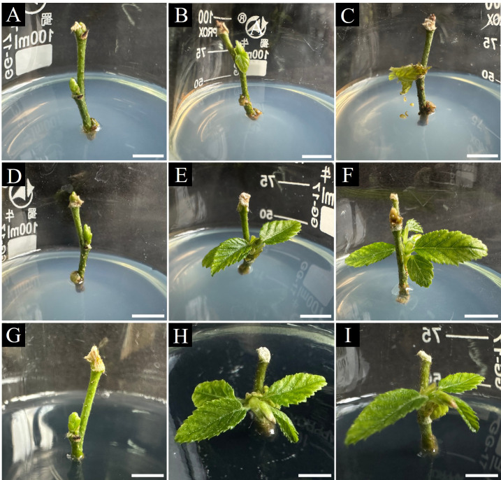 Figure 3