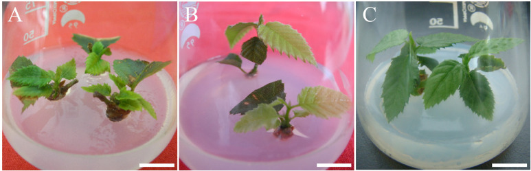 Figure 4