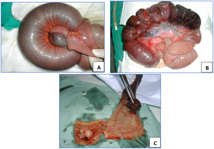 Figure 2