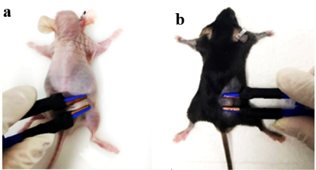 Figure 3