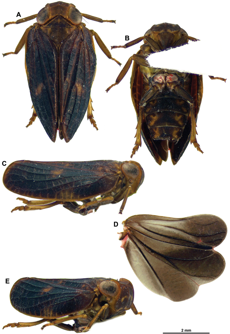 Figure 7