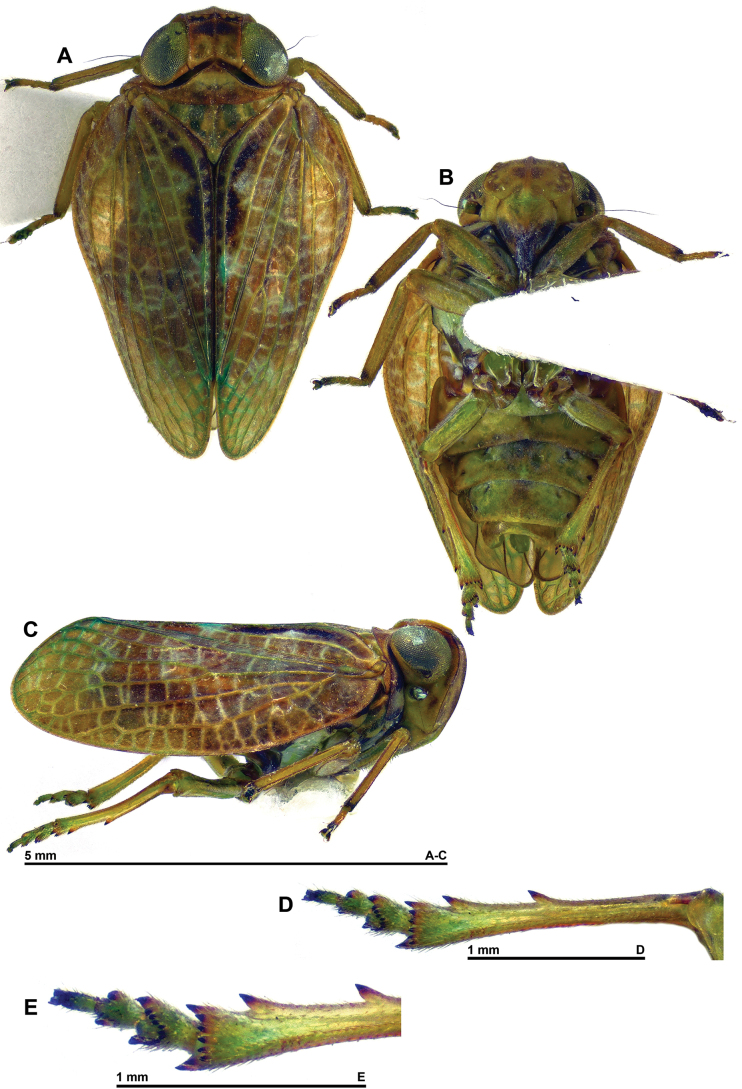 Figure 9